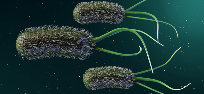 Bacteria Can Be Useful Too