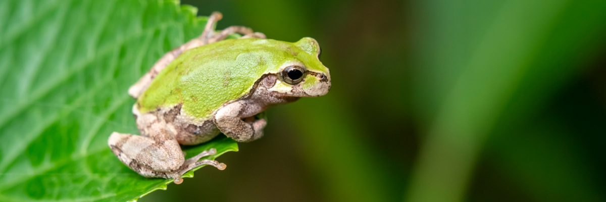 Frog vs. Cancer: How a Bacterium from the Gut of a Far Eastern Tree Frog Destroys Tumors