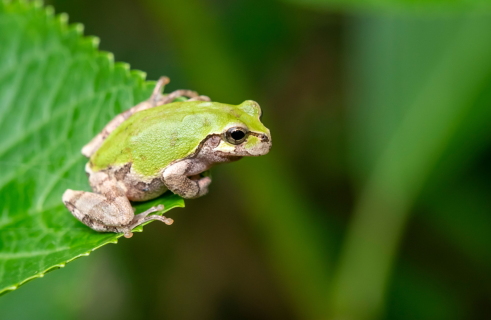 Frog vs. Cancer: How a Bacterium from the Gut of a Far Eastern Tree Frog Destroys Tumors