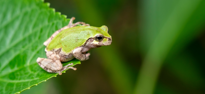 Frog vs. Cancer: How a Bacterium from the Gut of a Far Eastern Tree Frog Destroys Tumors